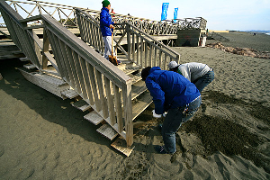 �r�[�`�N���[��