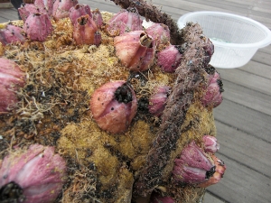 �r�[�`�N���[��